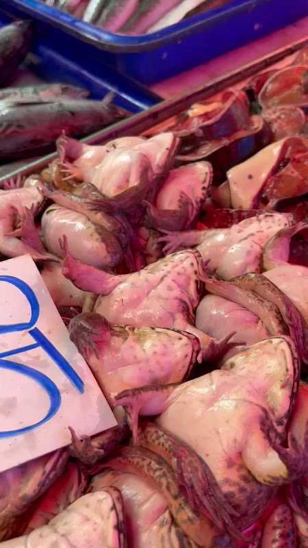 Live Frogs Suffering At Food Market
