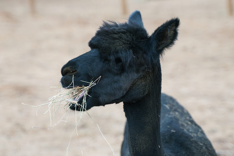 Alpaca Eating Hay