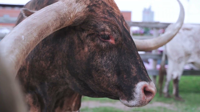 Longhorn Cow Waiting For Cattle Drive