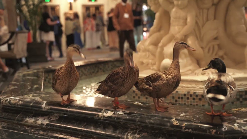 Ducks Kept In Hotel Fountain