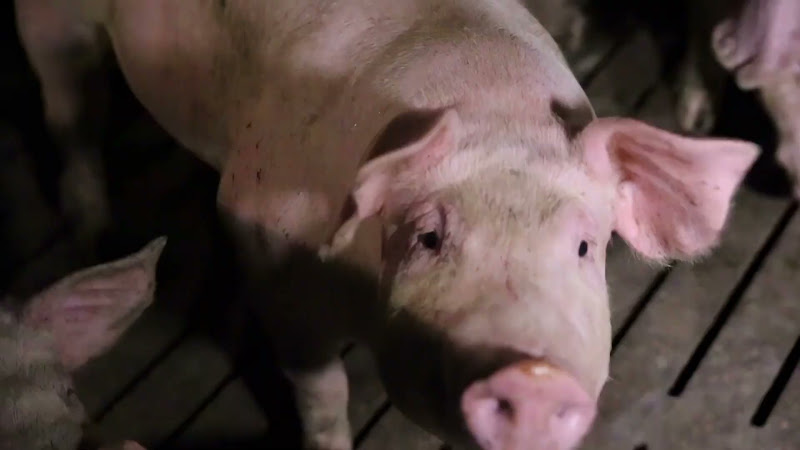 Pig Close-Up Shots (Slow Motion)