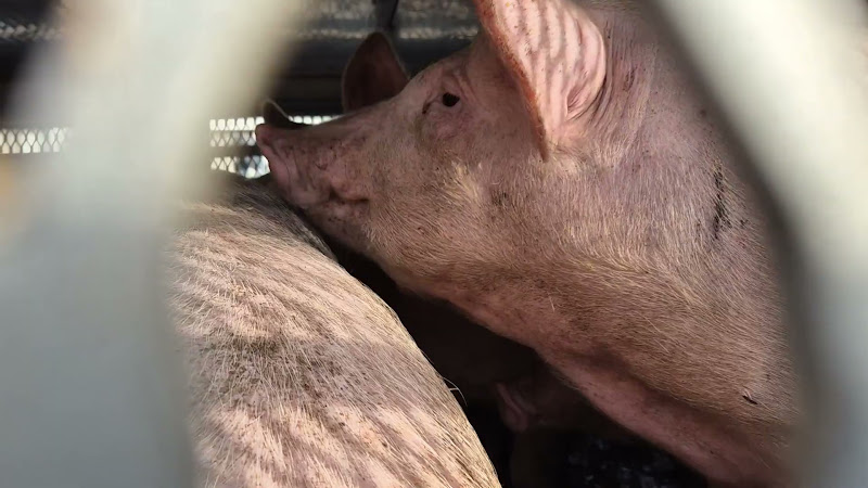 Pigs in slaughterhouse truck