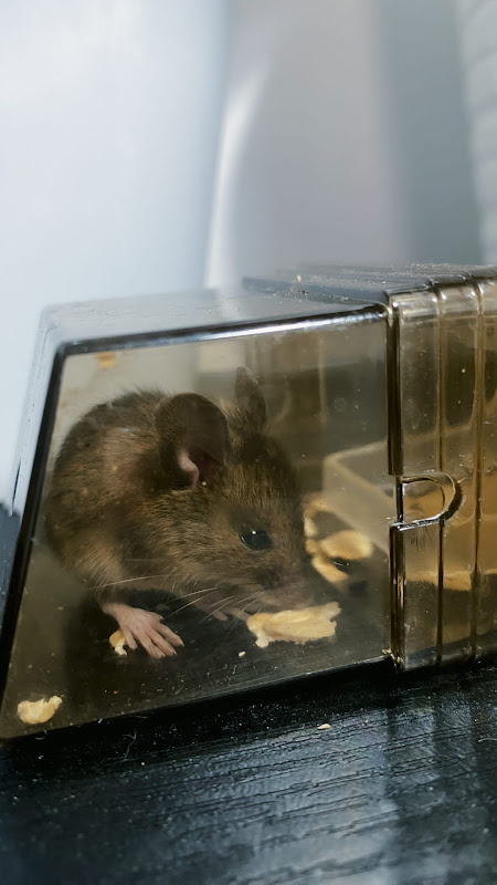 A Mouse Caught In A Humane Trap
