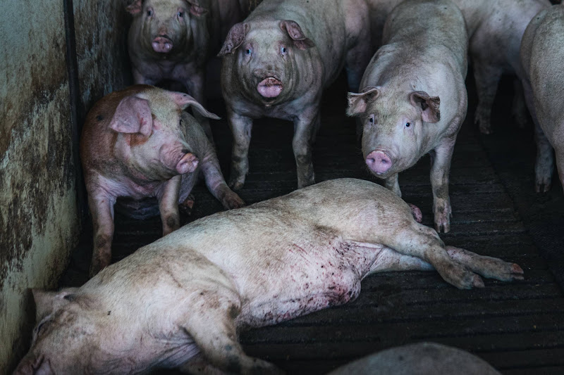 Pigs inside a shed on UK farm