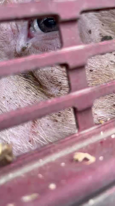 Close Up of Pig's Eye Inside a Slaughterhouse Truck at Vigil