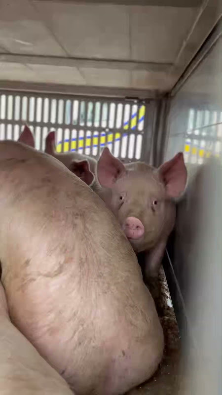 Pigs Inside a Slaughterhouse Truck at Vigil