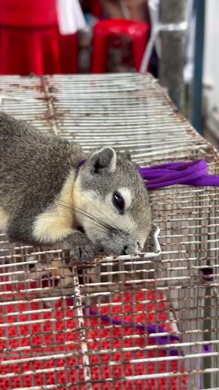 Squirrel Tied By Their Neck At Pet Market