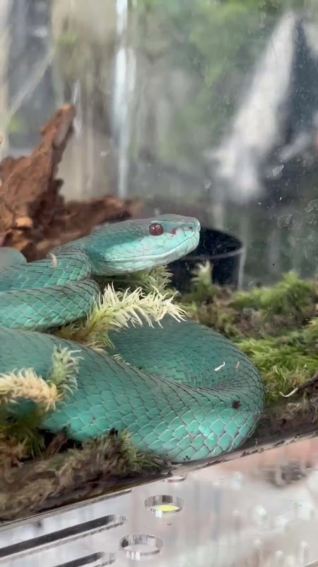 Blue Island Pit Viper For Sale At Pet Market
