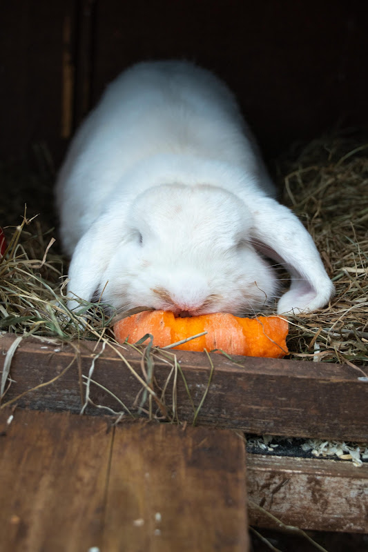 Rabbit eating a carrot - Hakuna Matata Animal Sanctuary