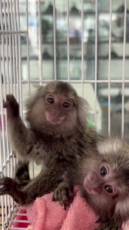 Caged marmosets for sale at pet market