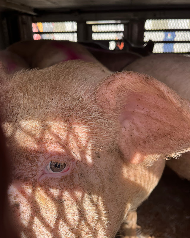 Close Up of Pig's Face Inside a Slaughterhouse Truck at Vigil