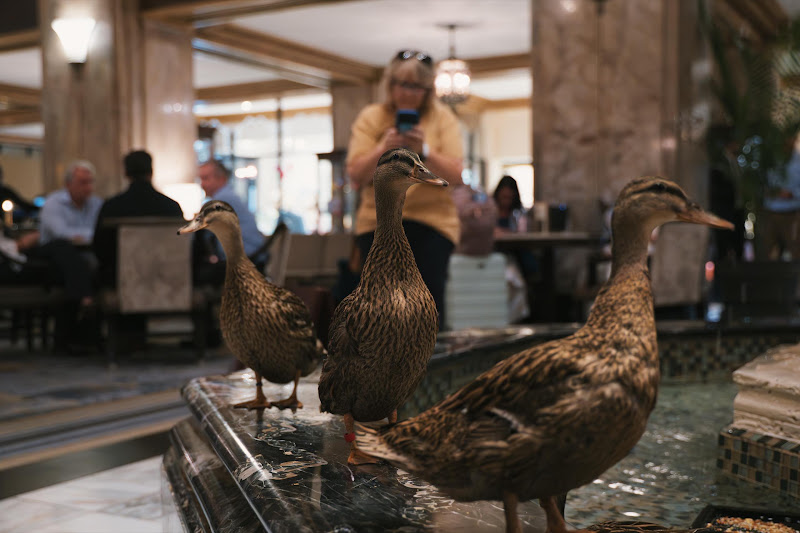 Ducks Kept In Hotel Fountain