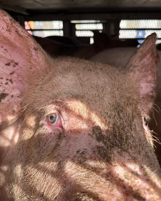 Close Up of Pig's Face Inside a Slaughterhouse Truck at Vigil