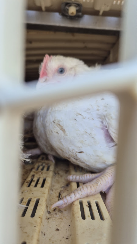 Chicken looking out from truck