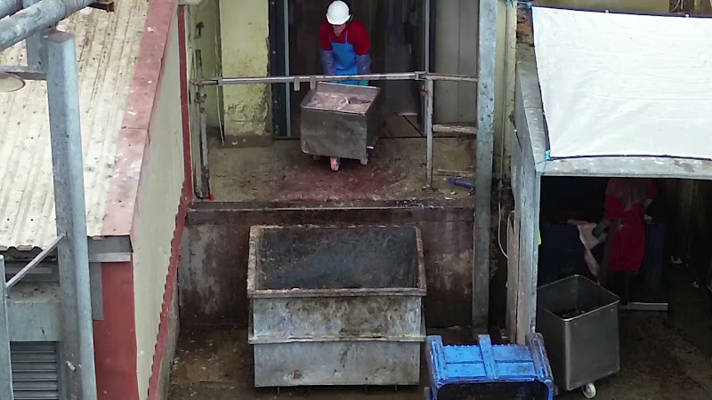 Slaughterhouse waste footage - man tips entrails into skip