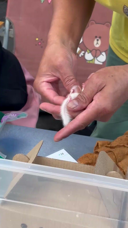 African pygmy dormouse being checked for gender at pet market