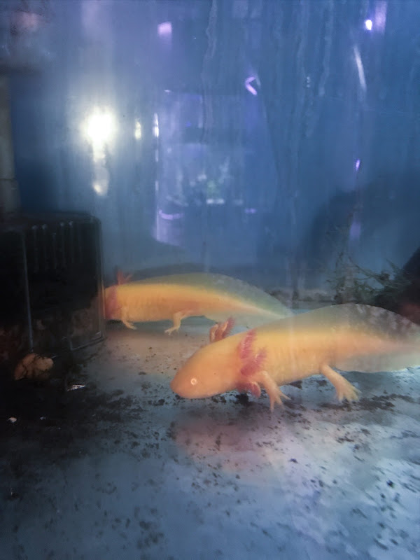 Amphibian