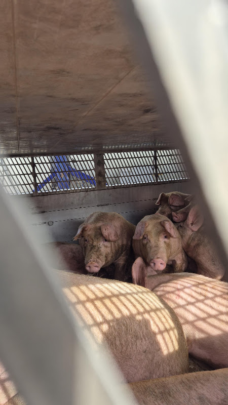Pigs On A Slaughterhouse Truck