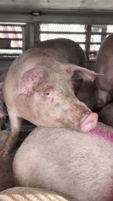 Pig Inside a Slaughterhouse Truck at Vigil