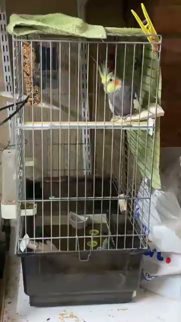 Cockatiel Caged In A Pet Shop