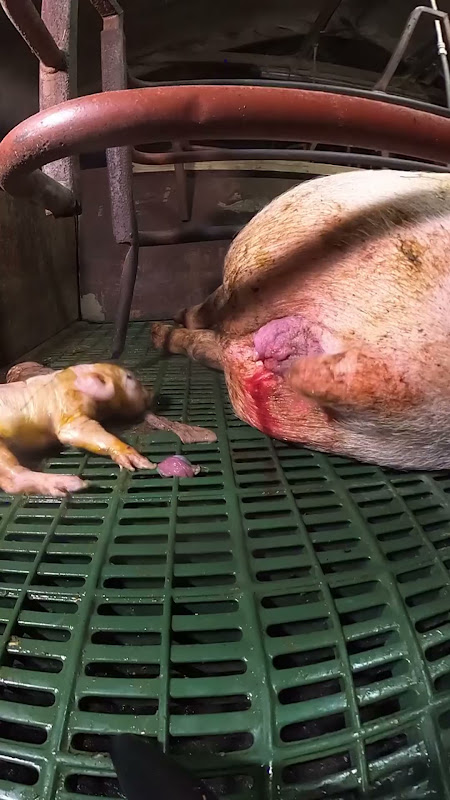 Mother pig in a farrowing crate gives birth to stillborn piglet while another baby convulses