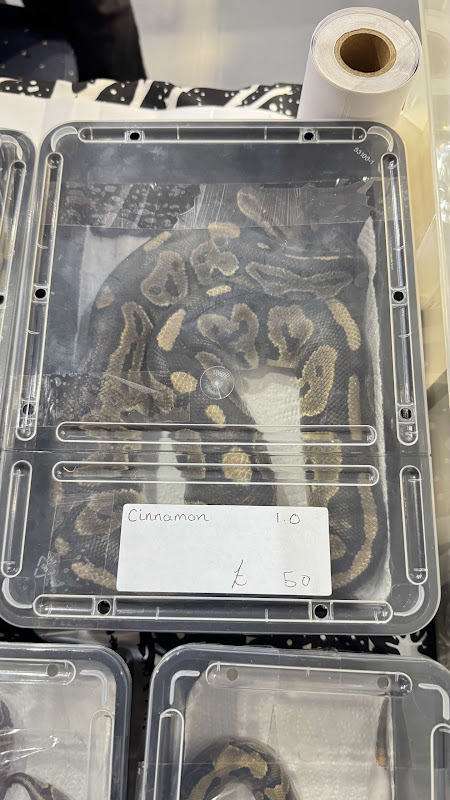 Snake for sale in small container - Reptile show