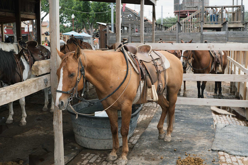 Horse Waiting To Be Ridden by Tourists