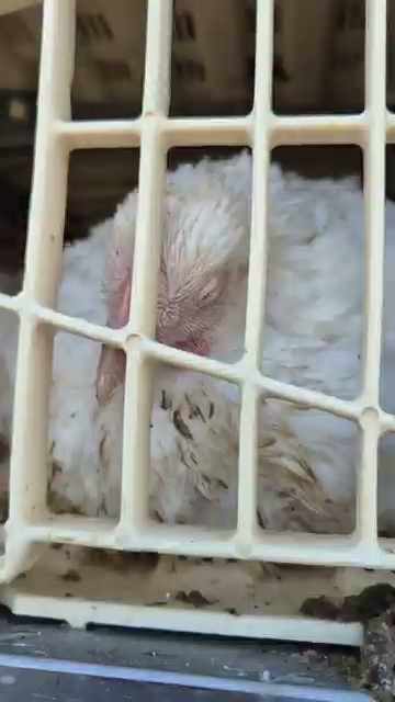 Chicken With Eyes Closed On Slaughter Truck