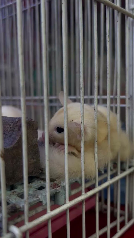 Sugar Glider For Sale 
