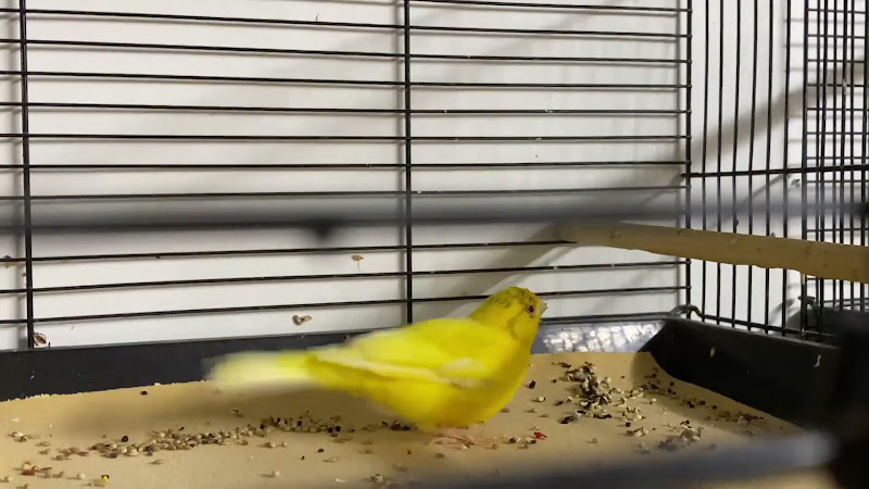 A Yellow Canary Alone In A Pet Shop