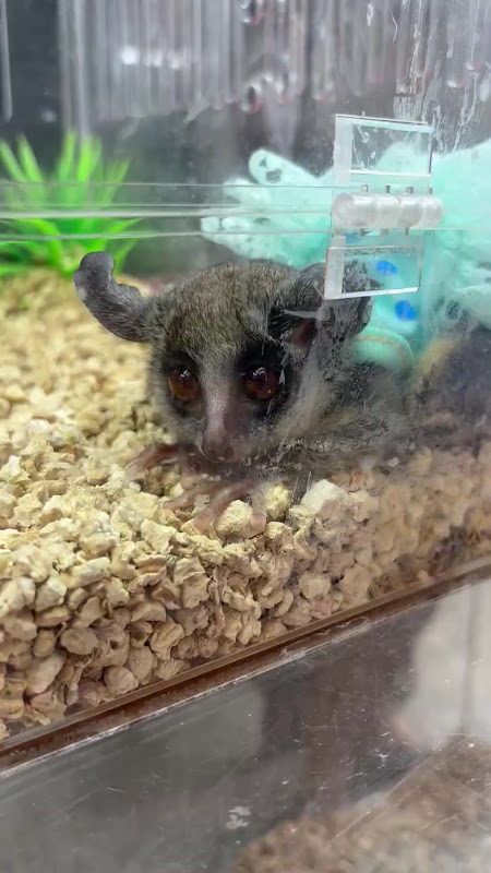 Bush baby for sale at pet market