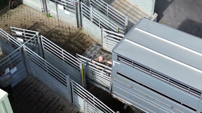 Cows unloading at slaughter facility. 