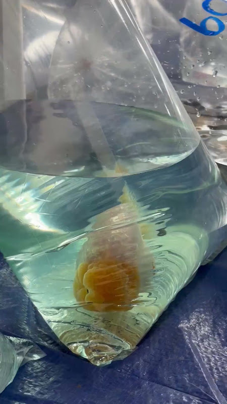 Fancy Goldfish In Plastic Bag