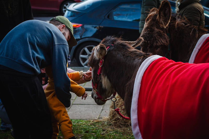 Donkey dressed up for Christmas market