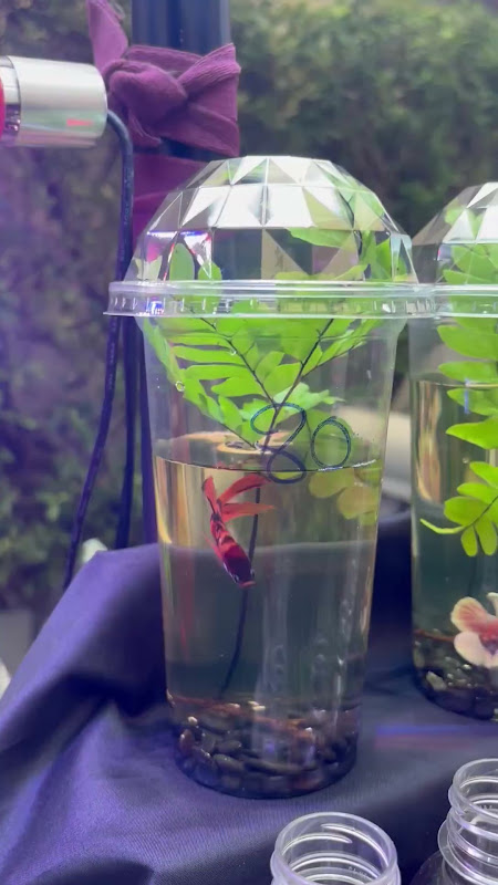 Betta Fish For Sale In A Cup