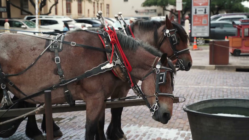 Horse & Cart - Close Up