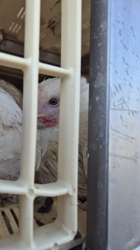 Chicken looks out from slaughter truck