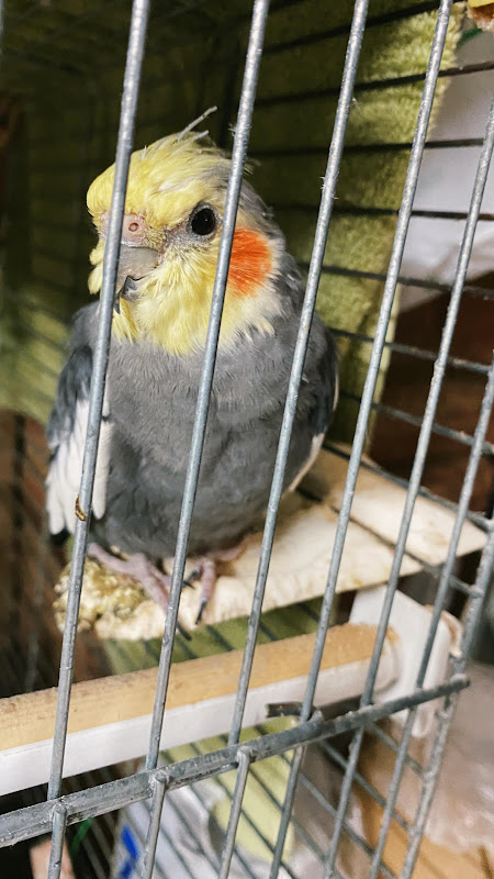 Close Up Of A Cockatiel Alone In A Pet Shop