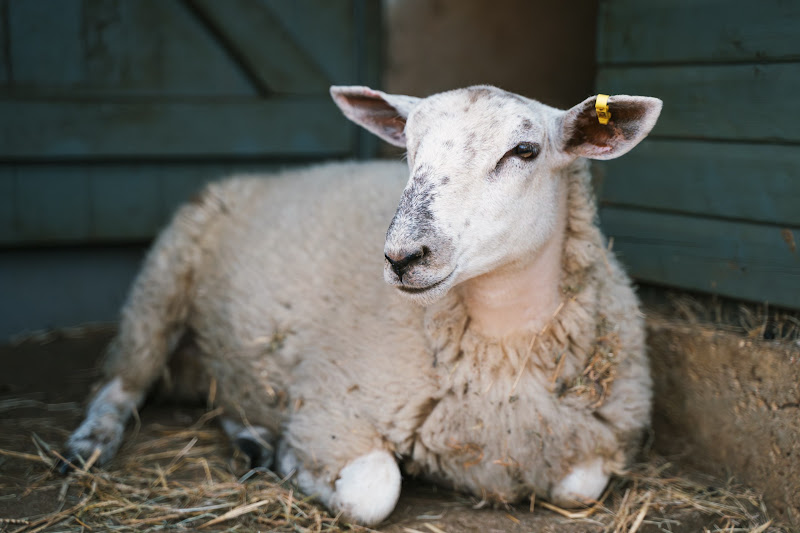 Close-Up Of Sheep Sat In Doorway