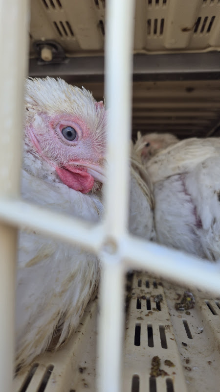 Chickens Looks Out Of Slaughter Truck