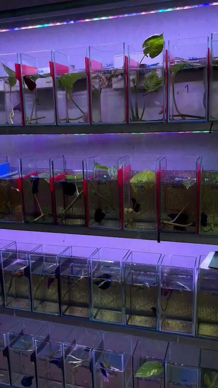 Fish Tanks At Pet Market