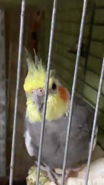 Cockatiel Alone In A Pet Shop