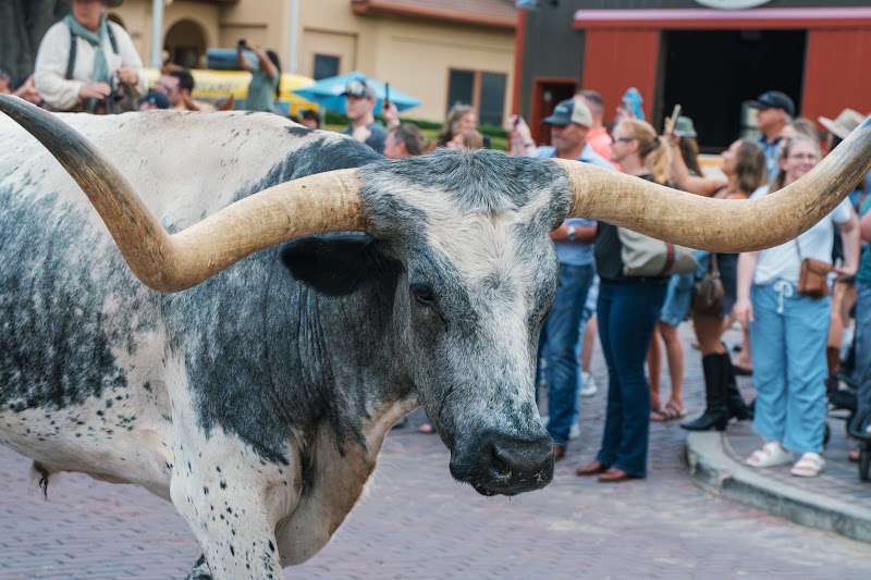 Longhorn Cow Walks The Street For Cattle Drive