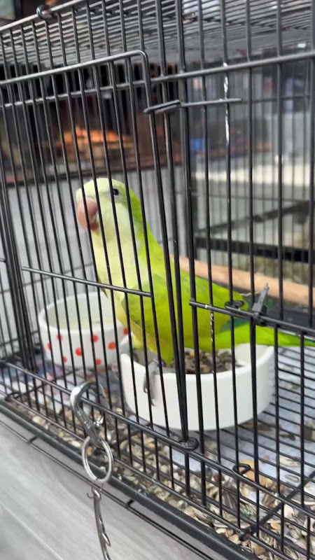 Quaker Parrot For Sale At Pet Market
