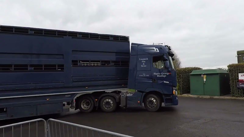 Dairy Cows in truck on the way into a slaughterhouse