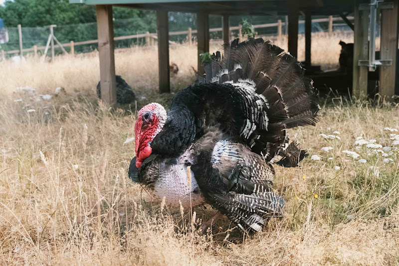 Turkey