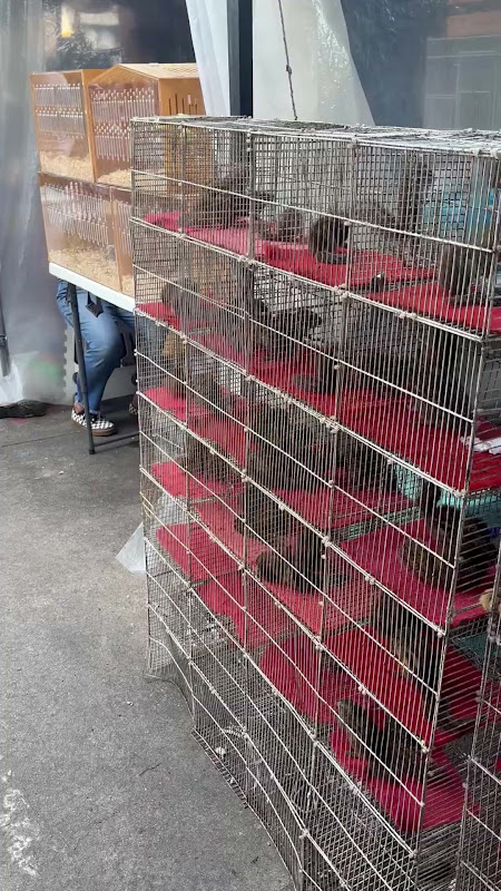 Cages Of Squirrels For Sale At Pet Market