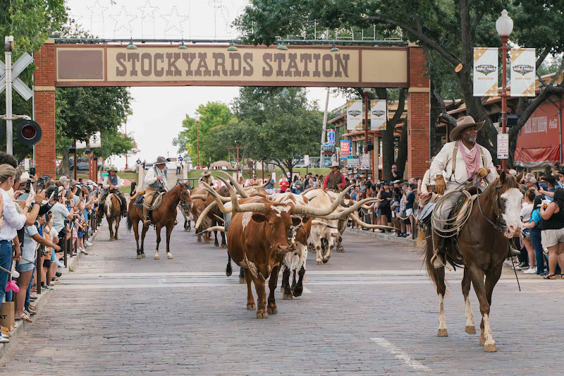 Longhorn Cows Walk The Street For Cattle Drive