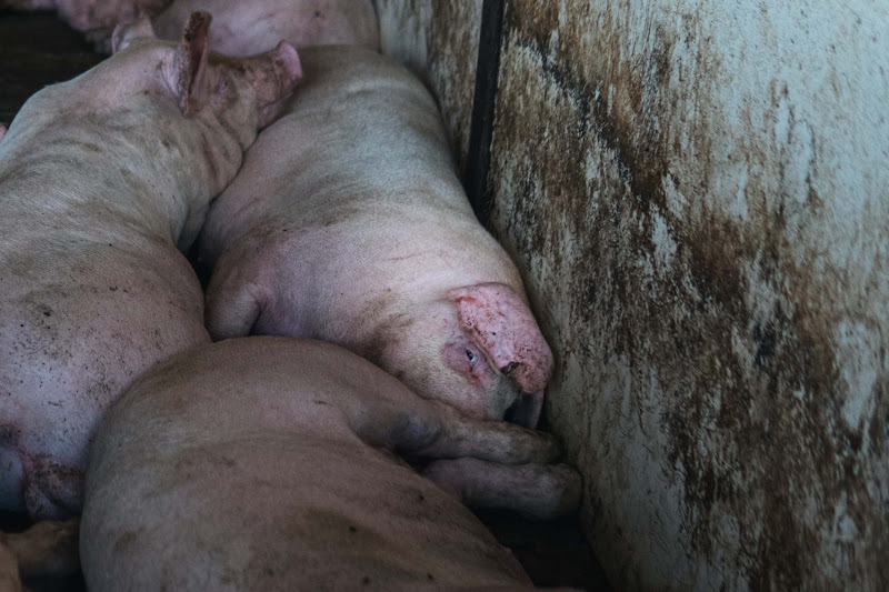 Pigs inside a shed on UK farm