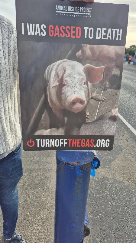Pig "I Was Gassed To Death" Sign